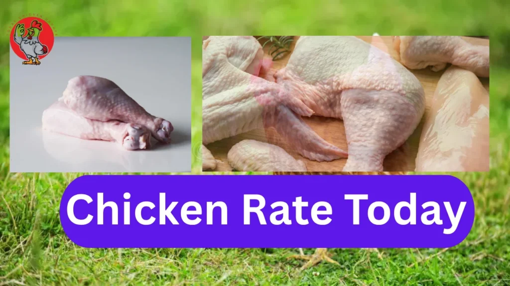 Chicken rate today